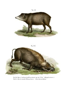 Warthog 1860