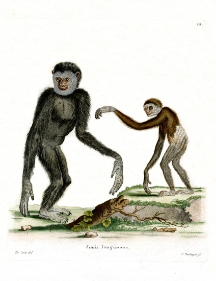 White-handed Gibbon von German School, (19th century)