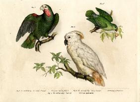 White-headed Parrot 1864