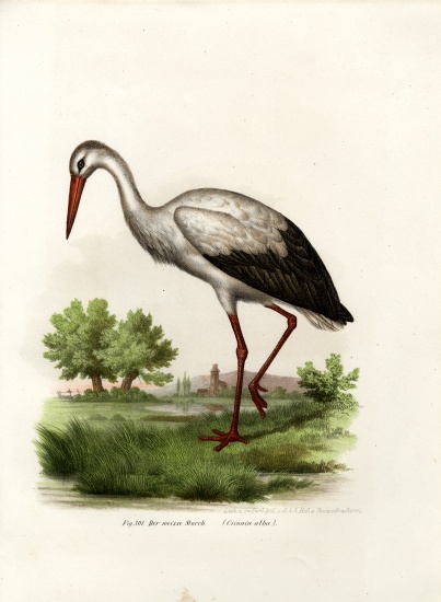 White Stork von German School, (19th century)