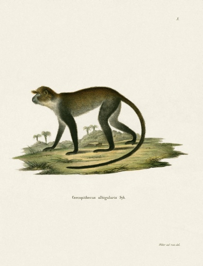 White-throated Monkey von German School, (19th century)