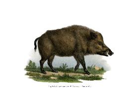 Wild Boar 1860