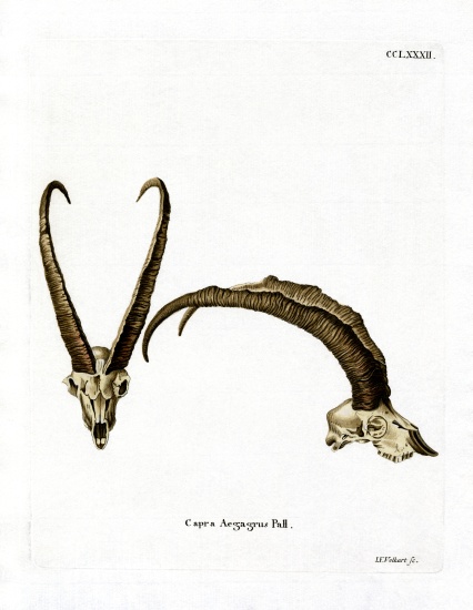 Wild Goat Horns von German School, (19th century)