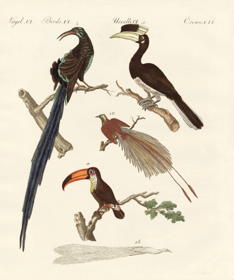 Wonderful birds von German School, (19th century)