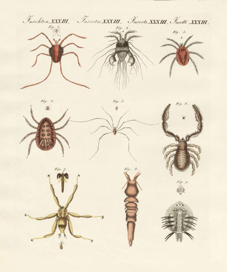 Wonderful insects von German School, (19th century)