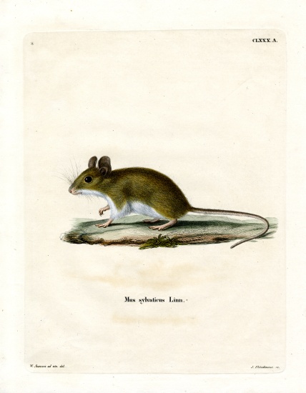 Wood Mouse von German School, (19th century)