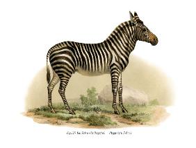 Zebra 1860