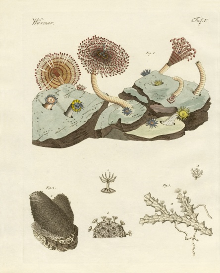 Zoophytes and animal plants von German School, (19th century)