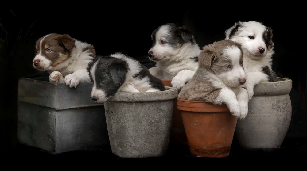 Hundepflanzen von Gert van den Bosch