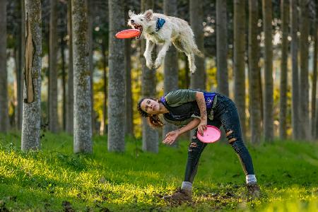 Hund und Frisbee