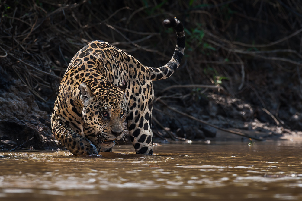 Jaguarkönig von Pantanal2 von Giorgio Disaro