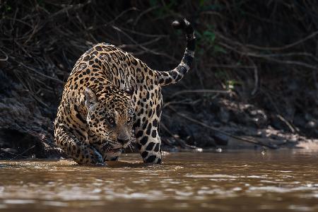 Jaguarkönig von Pantanal2