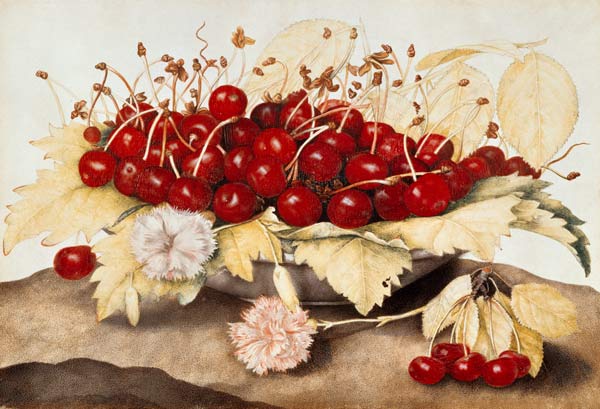 G.Garzoni / Cherries and carnations. von Giovanna Garzoni