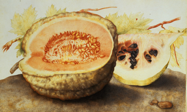 G.Garzoni, Melone und Granatapfel von Giovanna Garzoni