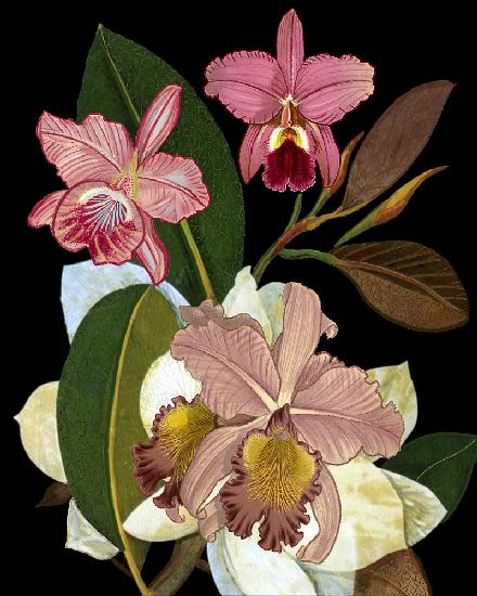 Orchideen für Phyllis Botanical
