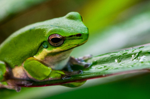 Australian Tropical Frog 1 von Giulio Catena