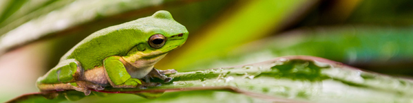 Australian Tropical Frog 2 von Giulio Catena