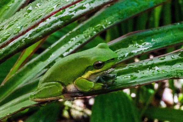 Australian Tropical Frog 4 von Giulio Catena