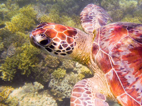 Australian Tropical Reef Turtle 1 von Giulio Catena