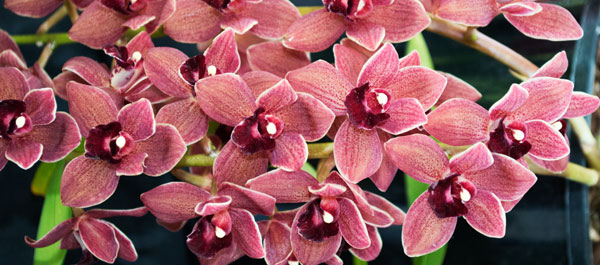 Orchid 10 von Giulio Catena