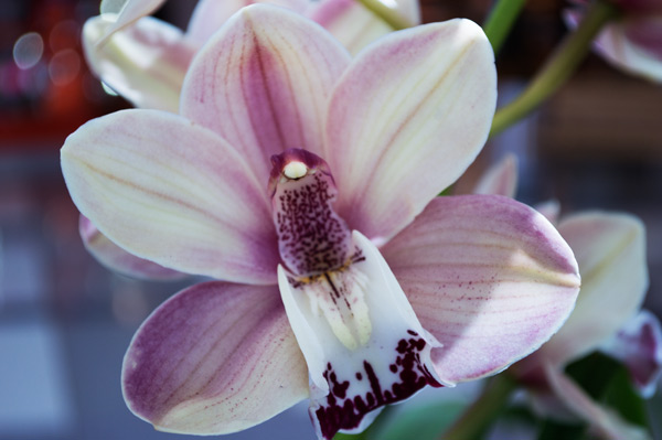 Orchid 15 von Giulio Catena