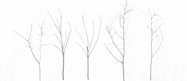 Territori Innevati - cinque alberi giorno von Giulio Cerocchi