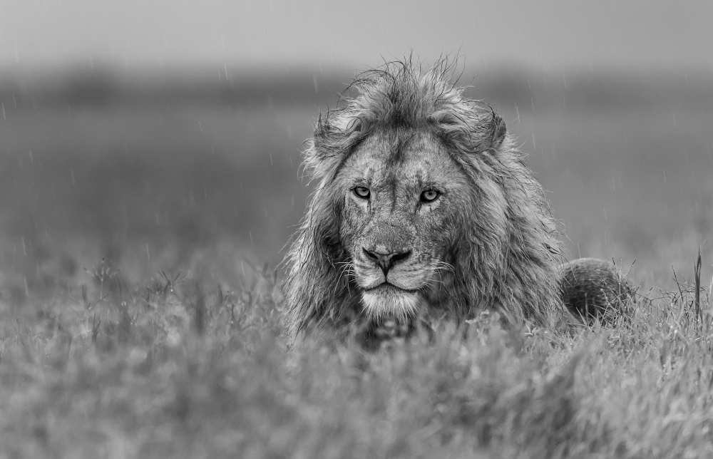 Lion von Giuseppe D 'Amico