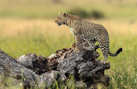 Leopard - Serengeti,Tansania