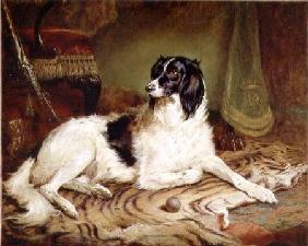 'Minna', a favourite dog of James, Marquess of Dalhousie 1857