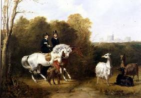 Queen Victoria (1819-1901) and Prince Albert (1819-61) Viewing the Llamas in the House Park, Windsor c.1845