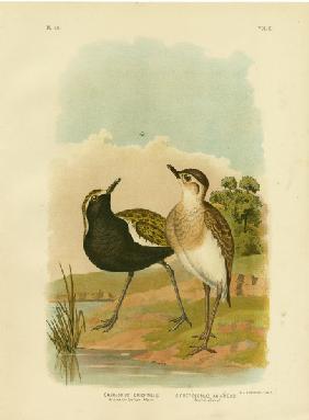 Australian Golden Plover Or Pacific Golden-Plover 1891