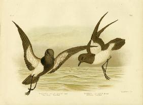 Black-Bellied Storm Petrel 1891
