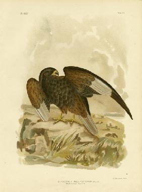 Black-Breasted Buzzard 1891