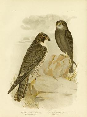 Black-Cheeked Falcon 1891