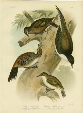 Black-Tailed Treecreeper 1891