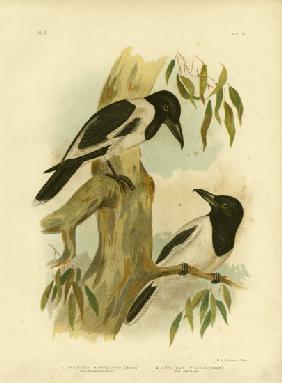 Black-Throated Crow-Shrike 1891