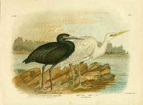 Blue Reef Heron 1891