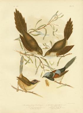 Bristle Bird 1891