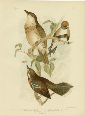 Cinnamon-Colored Cinclosoma Or Cinnamon Quail Thrush 1891