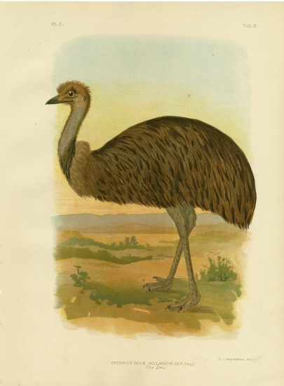 Emu von Gracius Broinowski