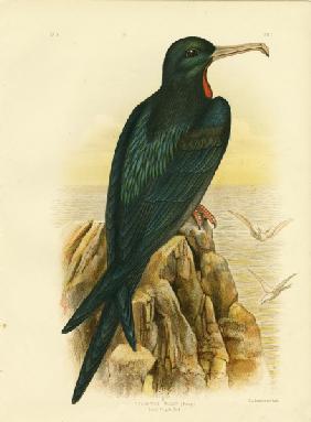 Frigate Bird 1891