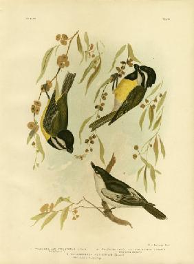 Frontal Shrike-Tit Or Crested Shrike-Tit 1891