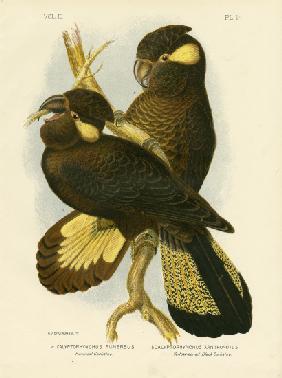 Funereal Cockatoo 1891