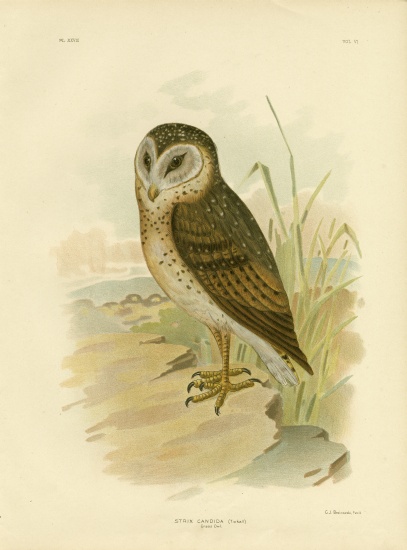 Grass Owl von Gracius Broinowski