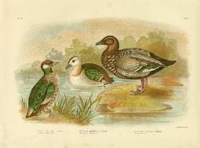 Green Pygmy Goose 1891