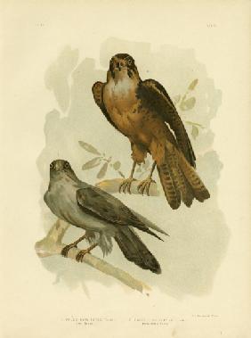 Grey Falcon 1891