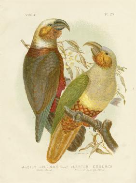 Kaka Parrot 1891