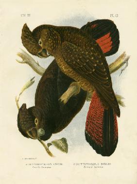 Leach'S Cockatoo 1891