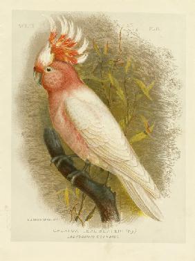 Leadbeater'S Cockatoo 1891