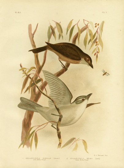 Little Shrike-Thrush von Gracius Broinowski